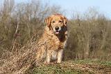 GOLDEN RETRIEVER 007